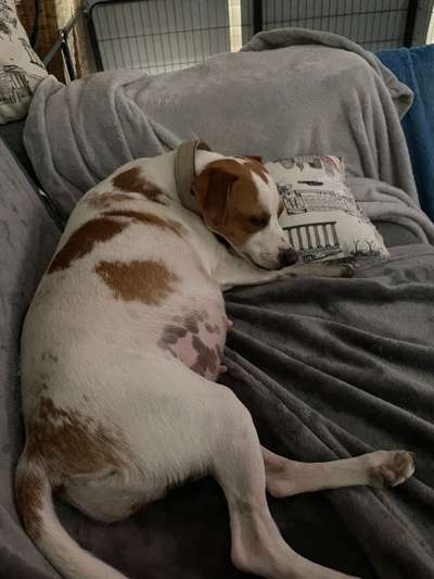 Dansky (Dansk-Svensk Gårdshund)-Beitrag-Bild