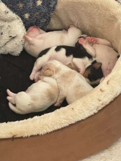 Dansky (Dansk-Svensk Gårdshund)-Beitrag-Bild