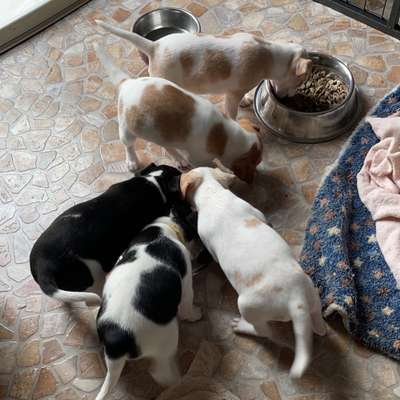 Dansky (Dansk-Svensk Gårdshund)-Beitrag-Bild