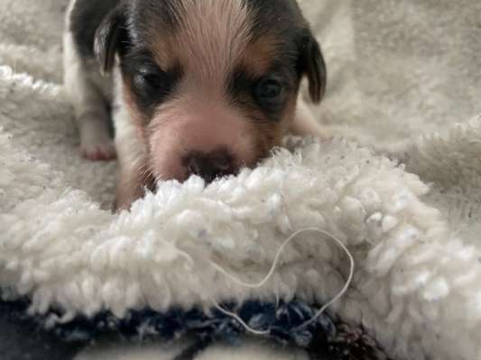 Dansky (Dansk-Svensk Gårdshund)-Beitrag-Bild