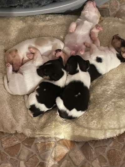 Dansky (Dansk-Svensk Gårdshund)-Beitrag-Bild