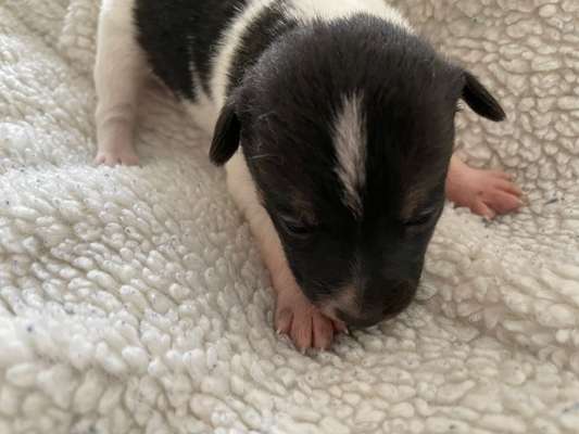 Dansky (Dansk-Svensk Gårdshund)-Beitrag-Bild