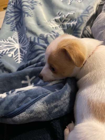 Dansky (Dansk-Svensk Gårdshund)-Beitrag-Bild