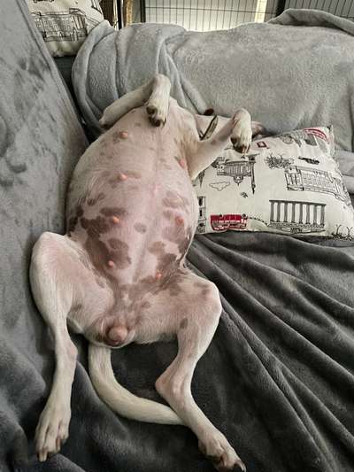 Dansky (Dansk-Svensk Gårdshund)-Beitrag-Bild