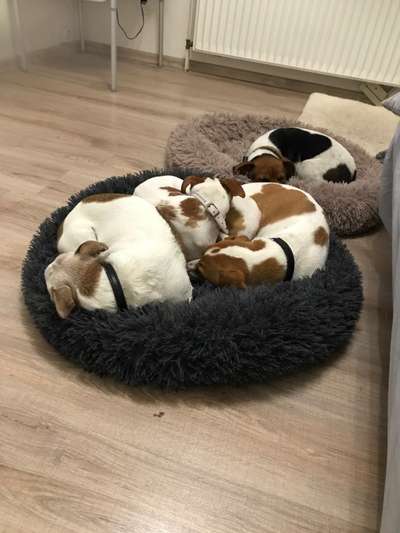 Dansky (Dansk-Svensk Gårdshund)-Beitrag-Bild