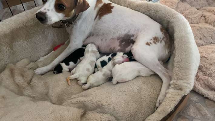 Dansky (Dansk-Svensk Gårdshund)-Beitrag-Bild