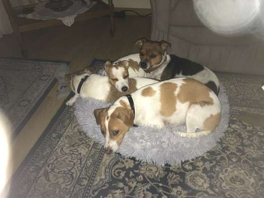 Dansky (Dansk-Svensk Gårdshund)-Beitrag-Bild