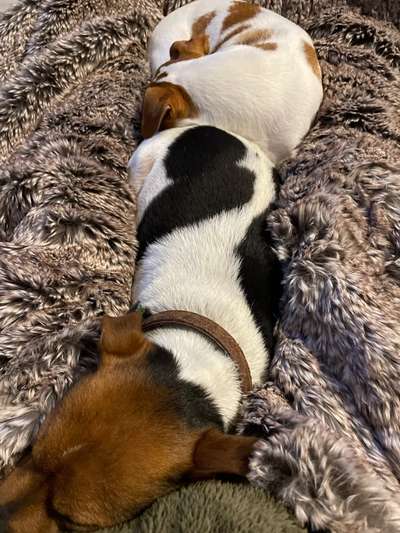 Dansky (Dansk-Svensk Gårdshund)-Beitrag-Bild