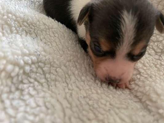 Dansky (Dansk-Svensk Gårdshund)-Beitrag-Bild