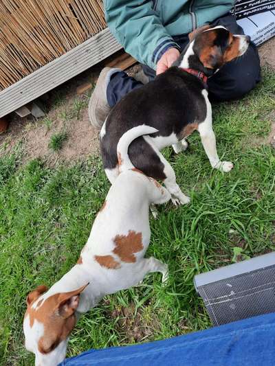 Dansky (Dansk-Svensk Gårdshund)-Beitrag-Bild