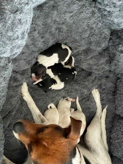 Dansky (Dansk-Svensk Gårdshund)-Beitrag-Bild