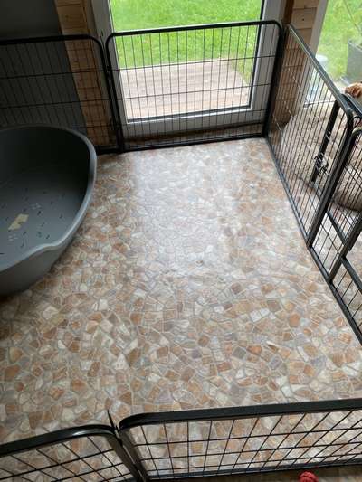 Dansky (Dansk-Svensk Gårdshund)-Beitrag-Bild