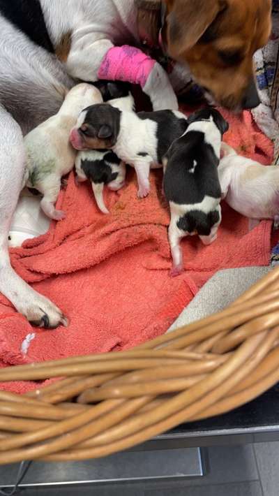 Dansky (Dansk-Svensk Gårdshund)-Beitrag-Bild