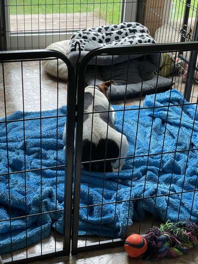 Dansky (Dansk-Svensk Gårdshund)-Beitrag-Bild