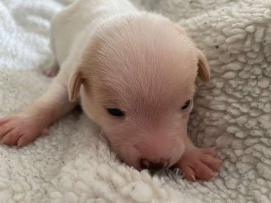 Dansky (Dansk-Svensk Gårdshund)-Beitrag-Bild