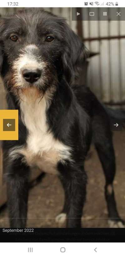 Tierschutzhunde suchen ein Zuhause-Beitrag-Bild