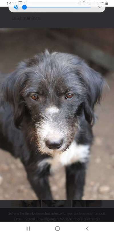 Tierschutzhunde suchen ein Zuhause-Beitrag-Bild