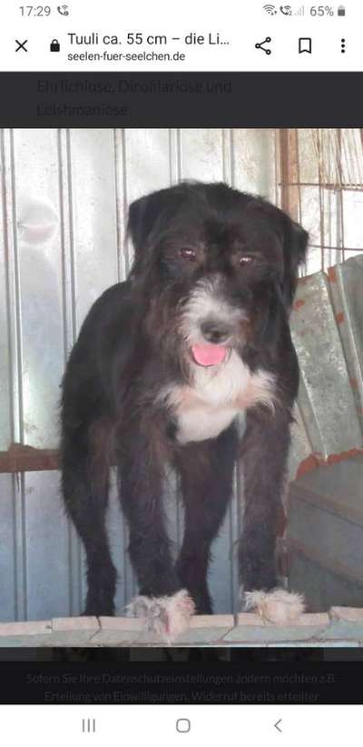 Tierschutzhunde suchen ein Zuhause-Beitrag-Bild