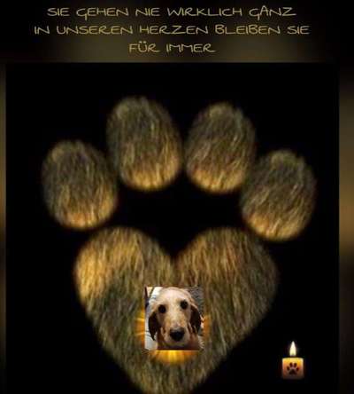 Unsere Fellnasen im Regenbogenland-Beitrag-Bild