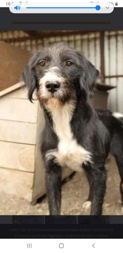 Tierschutzhunde suchen ein Zuhause-Beitrag-Bild