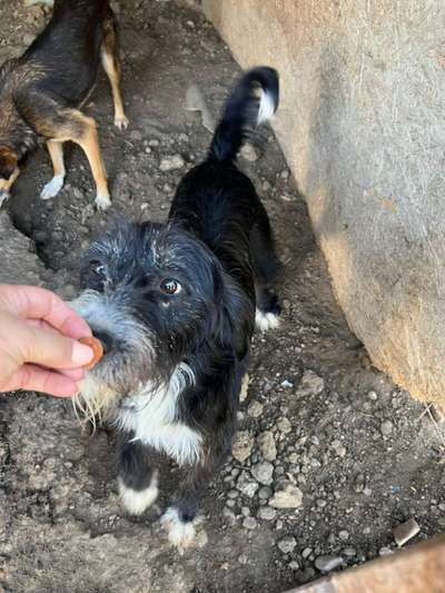 Tierschutzhunde suchen ein Zuhause-Beitrag-Bild