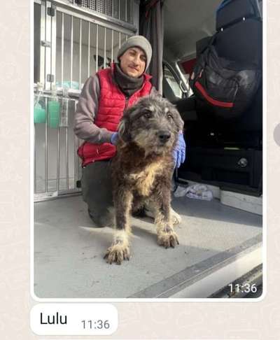 Tierschutzhunde suchen ein Zuhause-Beitrag-Bild