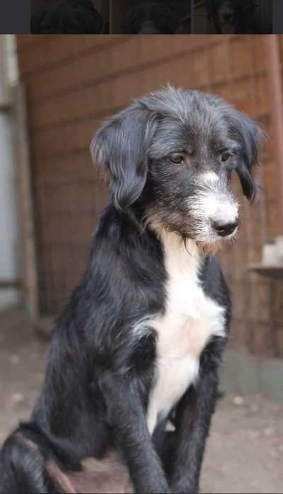 Tierschutzhunde suchen ein Zuhause-Beitrag-Bild