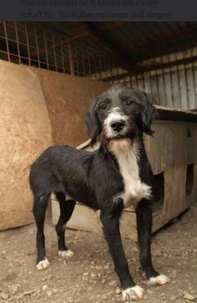 Tierschutzhunde suchen ein Zuhause-Beitrag-Bild