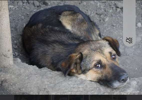 Tierschutzhunde suchen ein Zuhause-Beitrag-Bild