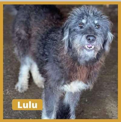 Tierschutzhunde suchen ein Zuhause-Beitrag-Bild