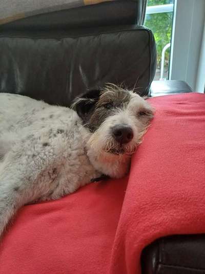 Unsere Fellnasen im Regenbogenland-Beitrag-Bild