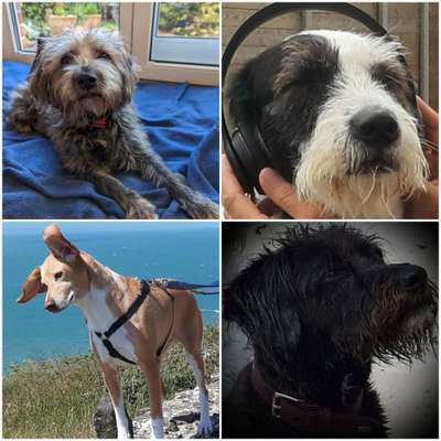 Auslandstierschutz-Beitrag-Bild