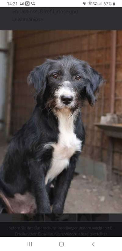 Tierschutzhunde suchen ein Zuhause-Beitrag-Bild