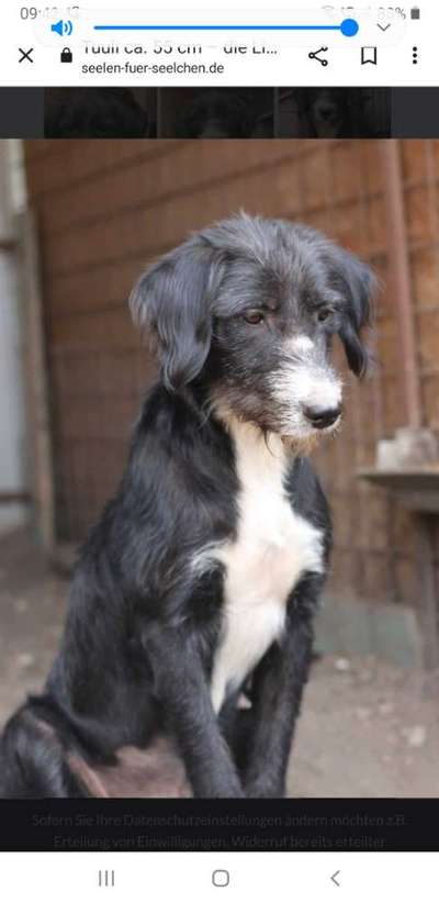 Tierschutzhunde suchen ein Zuhause-Beitrag-Bild