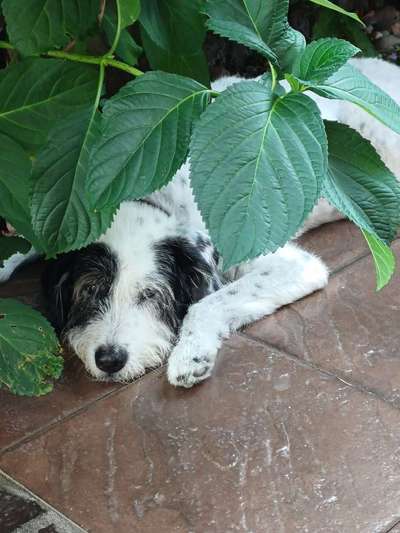 Unsere Fellnasen im Regenbogenland-Beitrag-Bild
