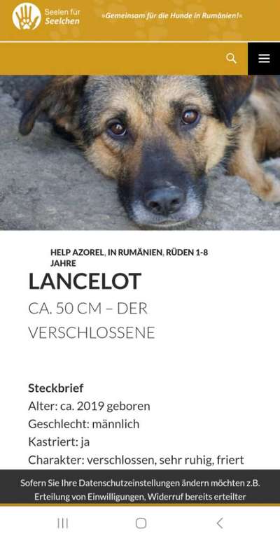 Tierschutzhunde suchen ein Zuhause-Beitrag-Bild