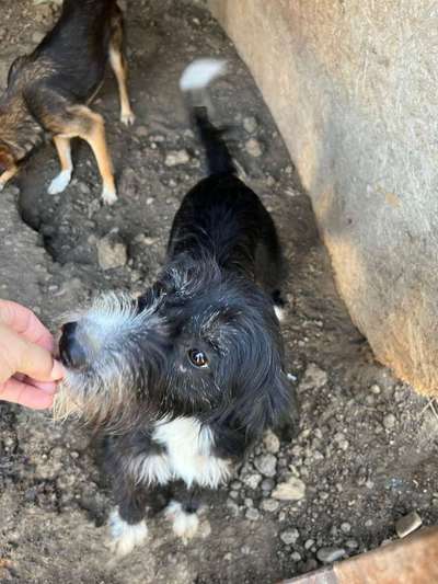 Tierschutzhunde suchen ein Zuhause-Beitrag-Bild