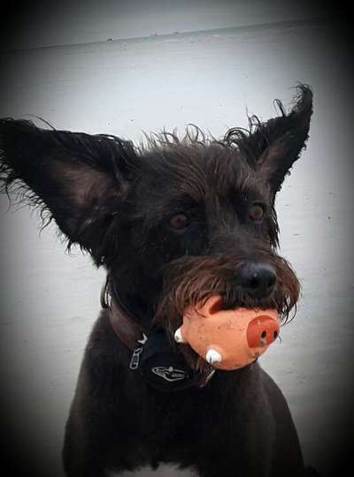 Unsere Fellnasen im Regenbogenland-Beitrag-Bild