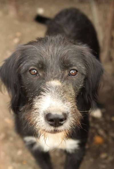 Tierschutzhunde suchen ein Zuhause-Beitrag-Bild