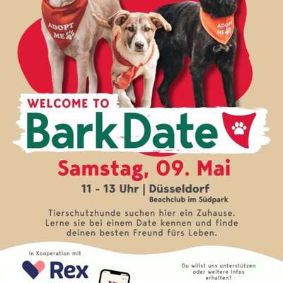 Tierschutzhunde suchen ein Zuhause-Beitrag-Bild