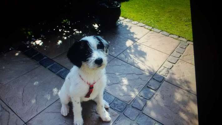 Auslandstierschutz-Beitrag-Bild