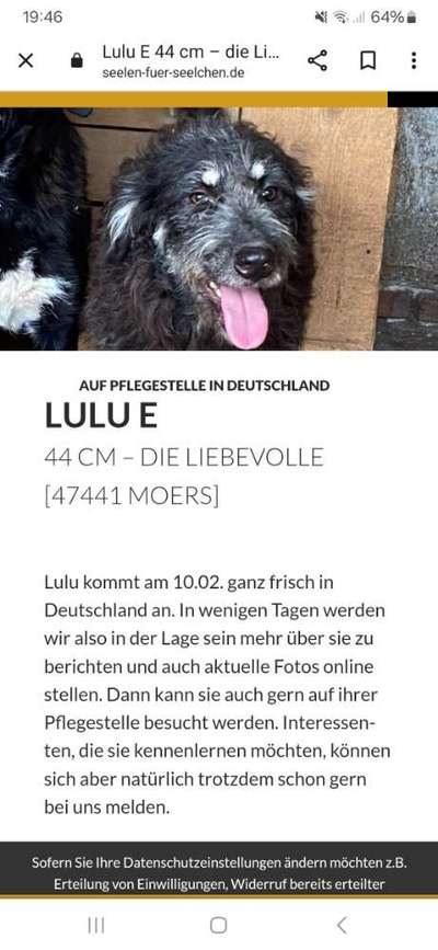 Tierschutzhunde suchen ein Zuhause-Beitrag-Bild