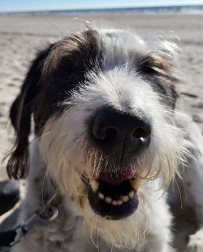 Unsere Fellnasen im Regenbogenland-Beitrag-Bild