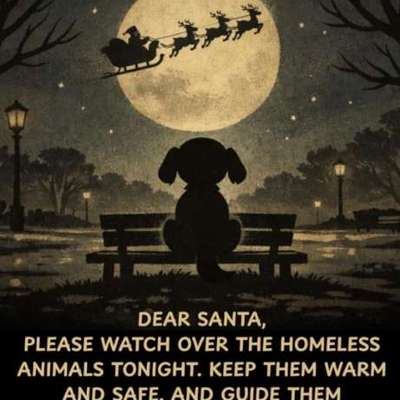 aktuelles Foto Gruppe Hunde aus dem Tierschutz