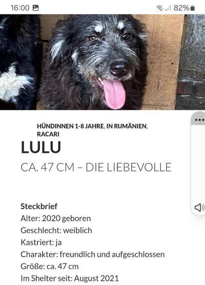 Tierschutzhunde suchen ein Zuhause-Beitrag-Bild