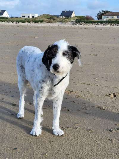 Unsere Fellnasen im Regenbogenland-Beitrag-Bild