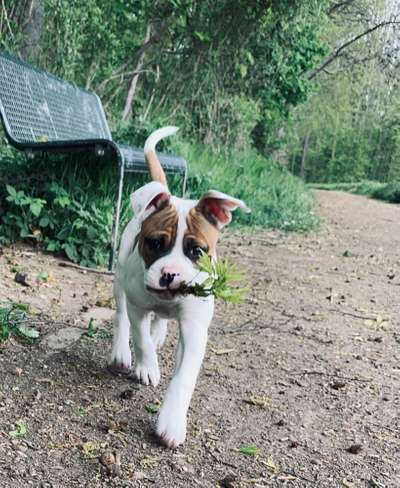 Hundetreffen-Welpentreffen im Rheinbogen-Bild