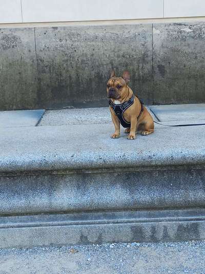 Hundetreffen-Französische Bulldogge sucht Gleichgesinnte-Bild