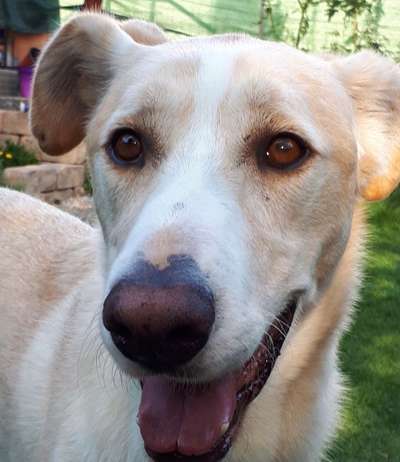 Hunde Porträt (Portrait) Galerie....-Beitrag-Bild