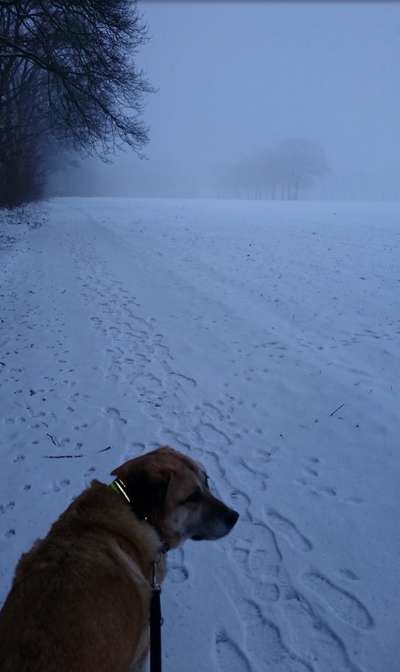 Dogorama Photo Challenge - Nebel-Beitrag-Bild